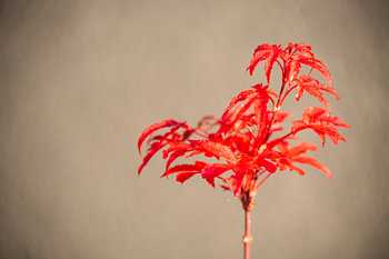 Eine rote Pflanze mit einem unscharfen Hintergrund