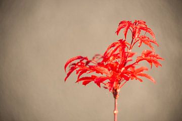 Een rode plant met een vage achtergrond van Matthias Korn