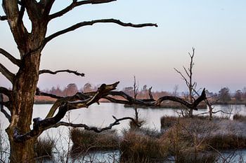 PESSE, Sunrise in national park Dwingelderveld