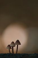 Paddestoelen met bokeh