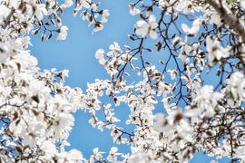 White flowers of the Magnolia spring blossom by Jessica Berendsen
