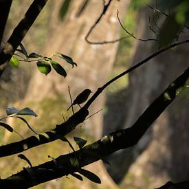 Silhouette an der Wand von Marcel de Groot