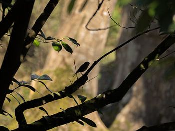Silhouette on the Wall