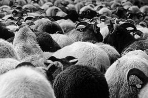 Herd of Drentse Heath Sheep by Latifa - Natuurfotografie
