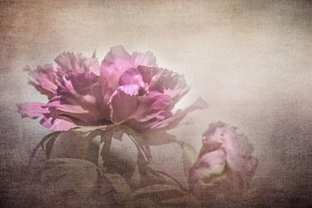 Pivoine couleur pêche