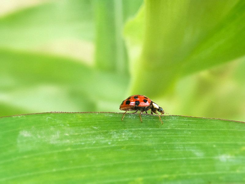 Ladybird