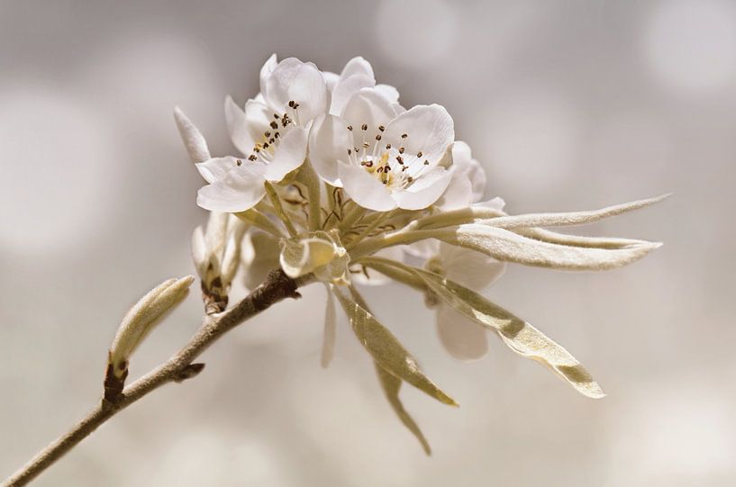 Spring by Violetta Honkisz