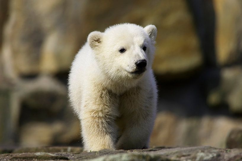 Kleiner Eisbär von Frank Herrmann