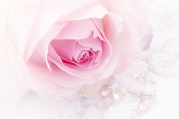 Rose tendre sur LHJB Photography