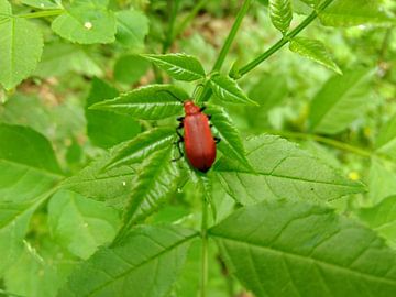 Tor by Kasper Radema