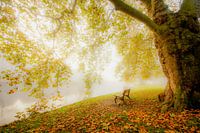 Romantic forest in Leiden