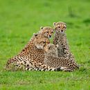 cheetahs knuffelen van Peter Michel thumbnail
