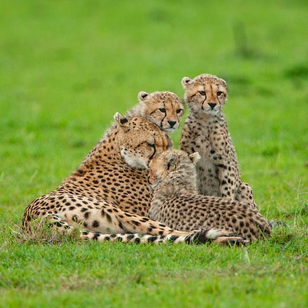 cheetahs knuffelen van Peter Michel