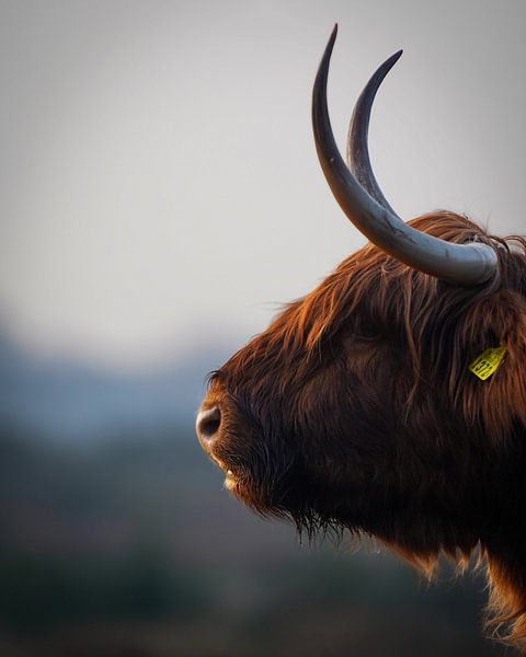Scottish Highlander by Tom Zwerver
