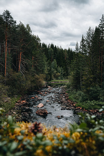 Swedish Nature and Landscape – Vertical Cinematic Forest Stream through an Ancient Pine Forest with Mosses