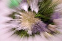 Zoomblur bloemen