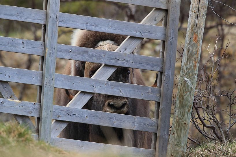 Musk Ox Dovrefjell, Norway by Frank Fichtmüller