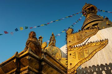 Singe au coucher du soleil sur le stupa de Swayambhunath à Katmandou - Népal
