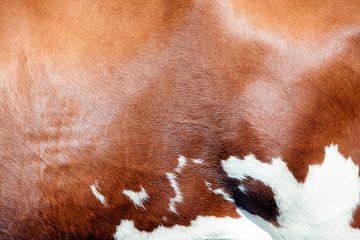 patroon van koeienhuid in bruin en wit op flank van een koe van anton havelaar