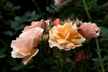 een gele en roze rozen met knop van W J Kok