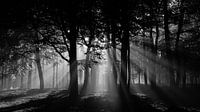 Zonnestralen in het bos (zwartwit) van Theo Klos thumbnail
