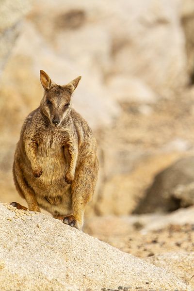 Rock wallaby in Australie I van Geke Woudstra