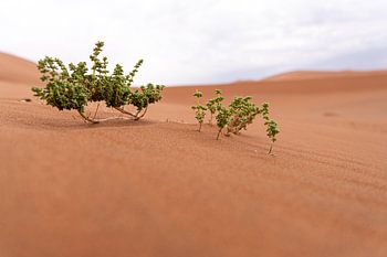 Deadvlei Namibie