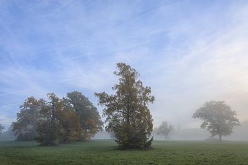 Arbres automnaux dans le Irndorfer Hardt - Parc naturel du Haut-Danube sur BlattArt - Christine Horn