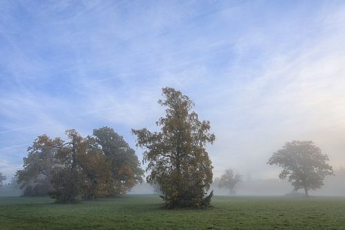 Herfstbomen in de Irndorfer Hardt - Natuurpark Opper-Donau