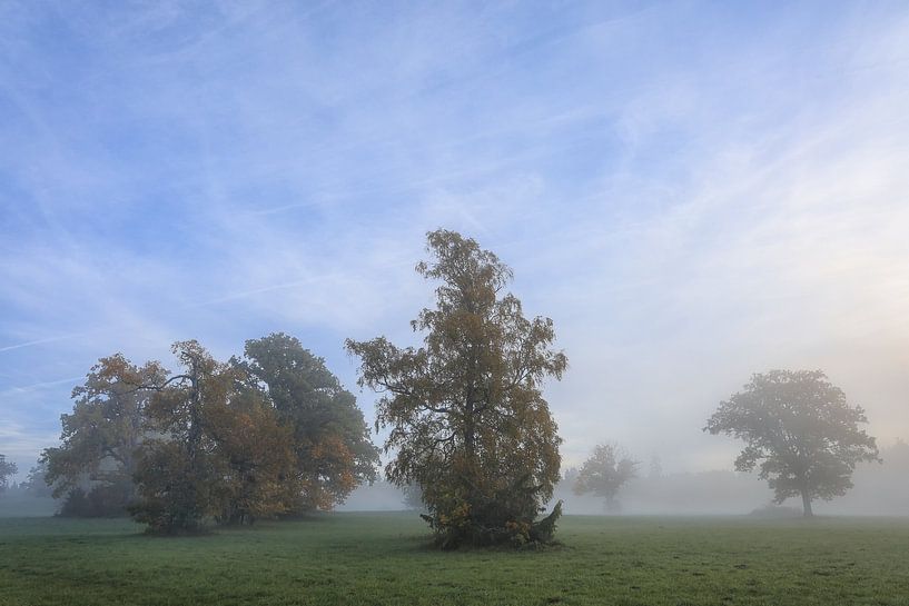 Arbres automnaux dans le Irndorfer Hardt - Parc naturel du Haut-Danube par BlattArt - Christine Horn