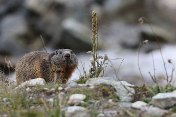 Marmot in Cervinia Wildlife Aostadal Italië van Frank Fichtmüller