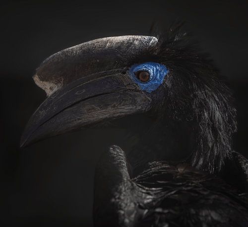 Indringende Blik van de Blauwkeelneushoornvogel van Triki Photography