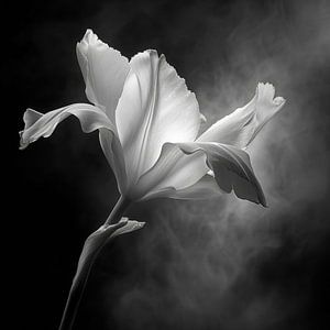 Blume in Schwarz-Weiß