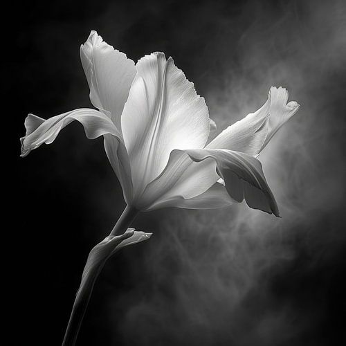 Bloem in zwart-wit