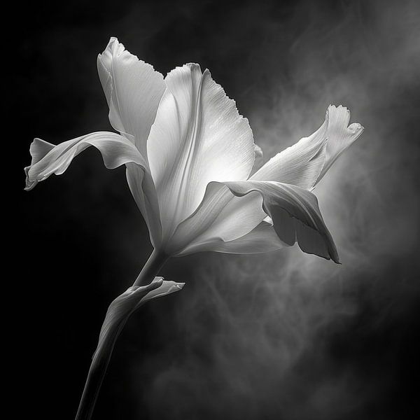 Blume in Schwarz-Weiß von Poster Art Shop