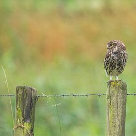 Little owl on a pole by Marcel Klootwijk