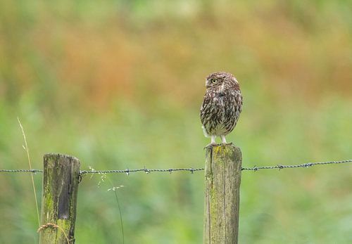 Une chouette sur un poteau sur Marcel Klootwijk