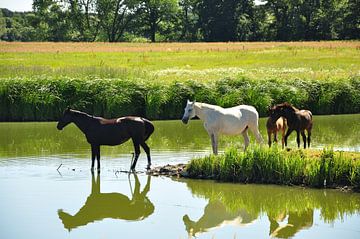Paarden aan het water van Philipp Klassen