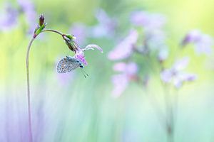 Schlafender Schmetterling an einem schönen Sommermorgen