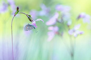 Slapende vlinder op een mooie zomerochtend van Francis Dost