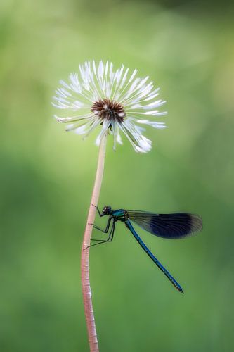 "JUST HANGING AROUND"