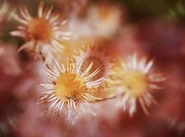 Flower dance, digital art by Steffi Hommel