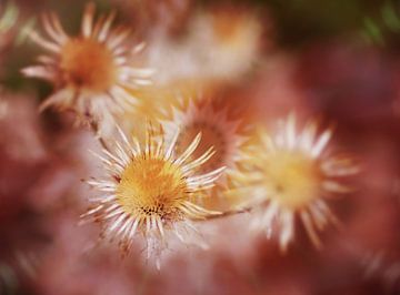 Bloemenreigen, digitale kunst