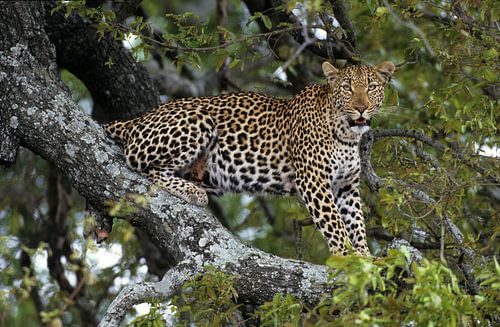 Leopard im Baum.