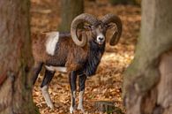 Mouflon (Ovis orientalis) by Gert Hilbink thumbnail