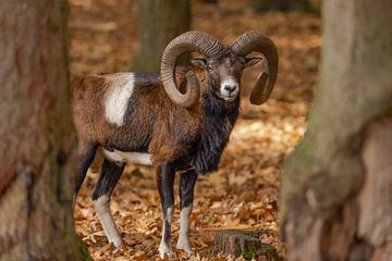Mouflon (Ovis orientalis) by Gert Hilbink