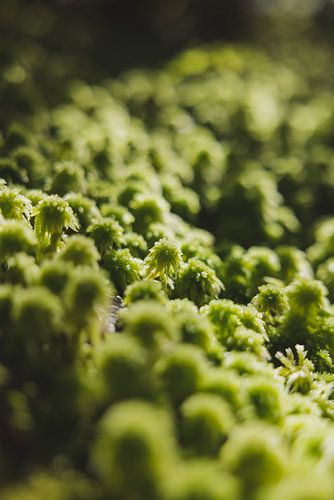 Haast Pass: Weg door Wild Nieuw-Zeeland