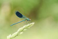 Meadow creek damselfly