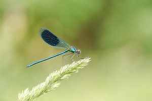 Demoiselle du ruisseau des prés
