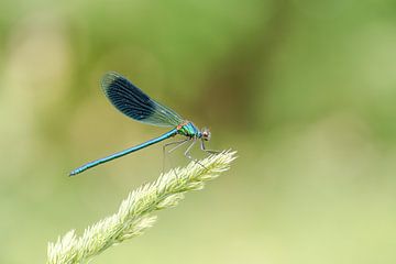 Kleine Pechlibelle von Jan Lambert